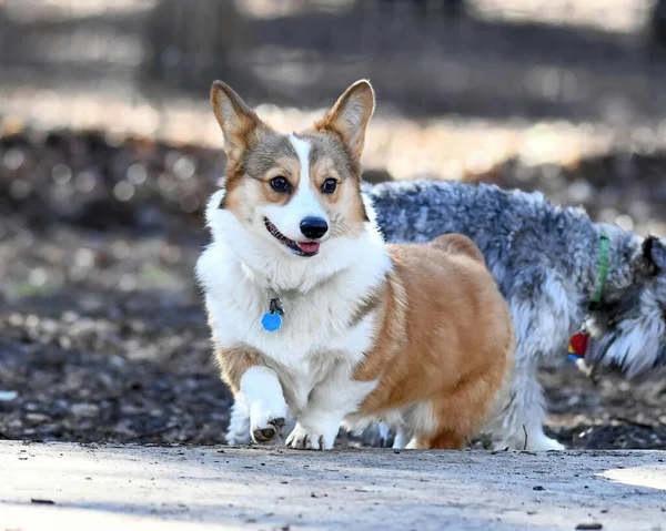 Galês Corgi Jogando Dog Park — Fotografia de Stock