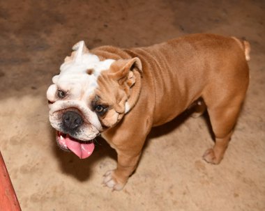 Yakışıklı ama sevimli İngiliz Bulldog 'u