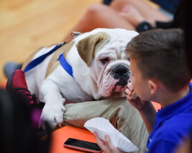 Yakışıklı ama sevimli İngiliz Bulldog 'u