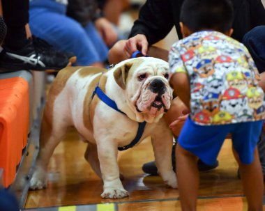 Yakışıklı ama sevimli İngiliz Bulldog 'u