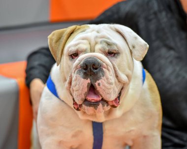 Yakışıklı ama sevimli İngiliz Bulldog 'u