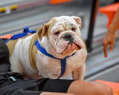 Yakışıklı ama sevimli İngiliz Bulldog 'u