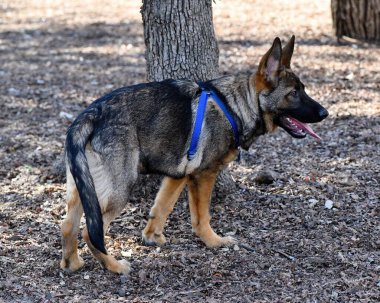 Yakışıklı Alman Çoban Köpeği parkta oynuyor