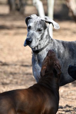 Danua parkta oynuyor.