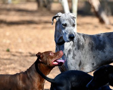 Danua parkta oynuyor.