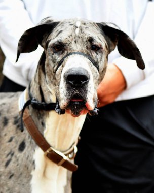 Danua parkta oynuyor.