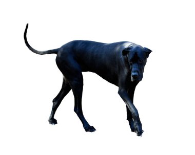 Danua parkta oynuyor.