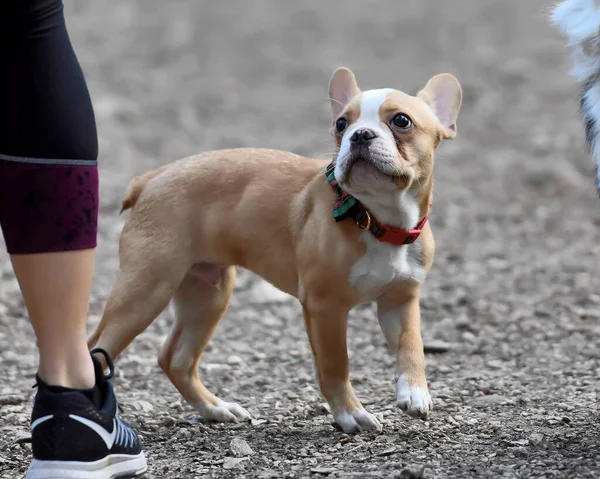 Bonito Bulldog Francês Franceses — Fotografia de Stock