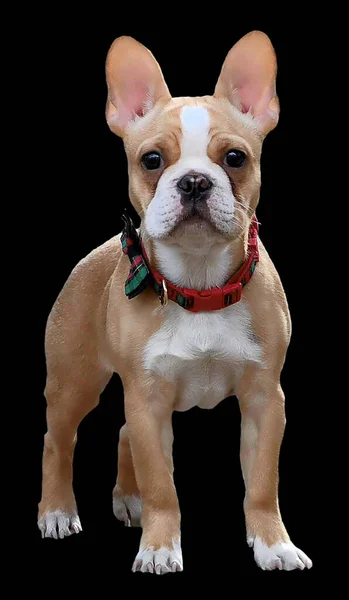 Carino Piccolo Bulldog Francese Francese — Foto Stock