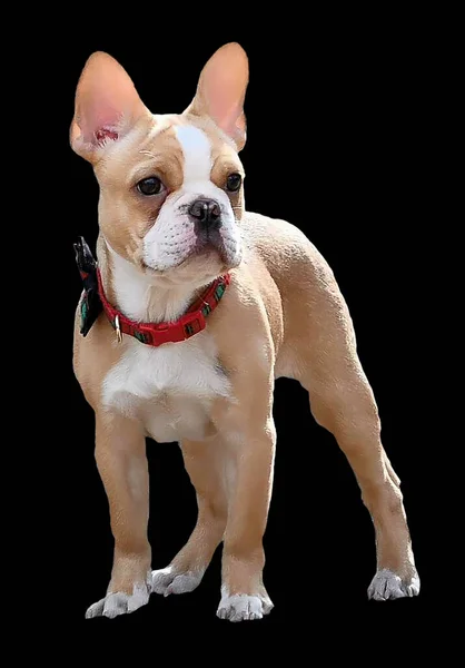 Carino Piccolo Bulldog Francese Francese — Foto Stock