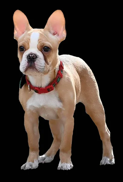 Carino Piccolo Bulldog Francese Francese — Foto Stock