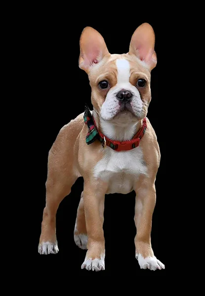 Carino Piccolo Bulldog Francese Francese — Foto Stock