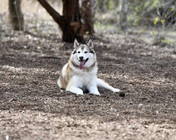 Vacker Husky Dog Puppy — Stockfoto