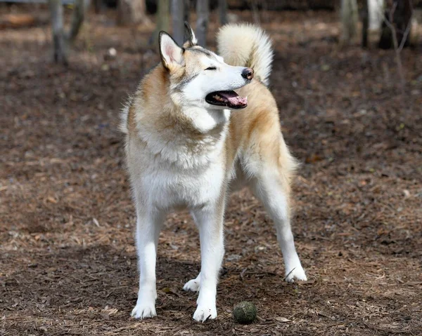 Όμορφο Χάσκι Κουτάβι Σκυλιών — Φωτογραφία Αρχείου