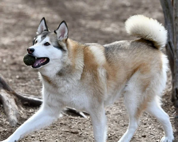 Güzel Husky Köpek Yavrusu — Stok fotoğraf