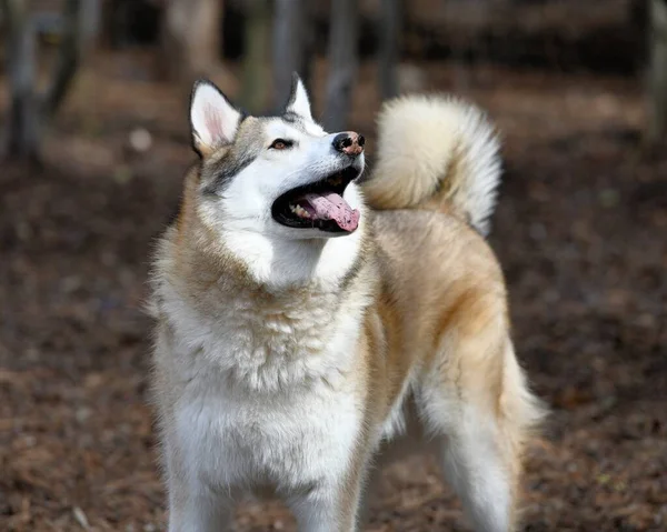 Hermoso Perro Husky Cachorro — Foto de Stock