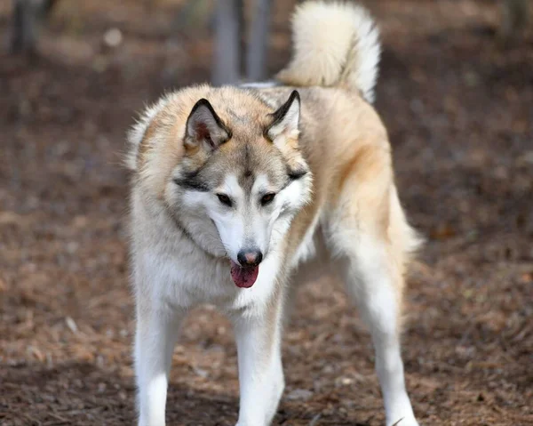 Bonito Cachorro Husky Dog — Fotografia de Stock