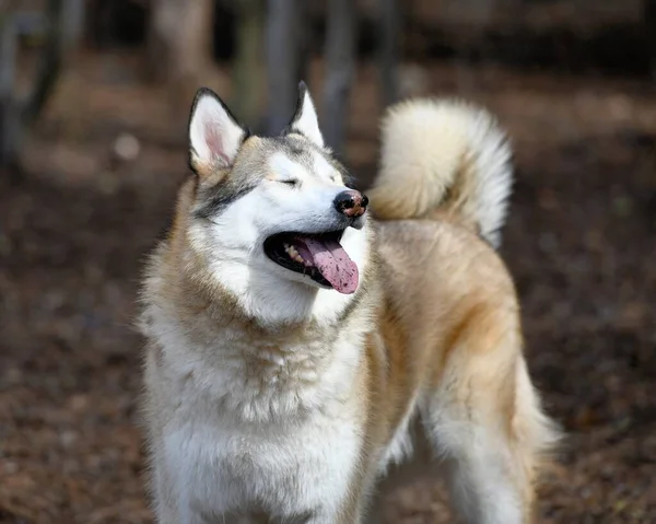 Vacker Husky Dog Puppy — Stockfoto