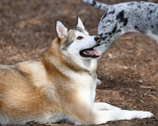 Piękny Szczeniak Husky Dog — Zdjęcie stockowe