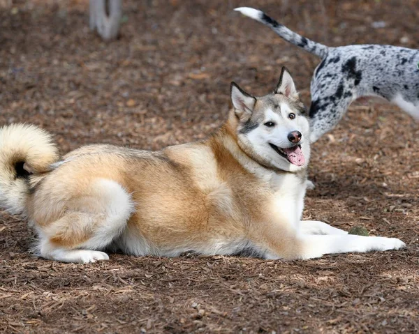 Hermoso Perro Husky Cachorro — Foto de Stock