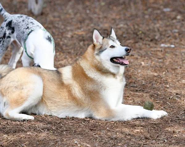 Güzel Husky Köpek Yavrusu — Stok fotoğraf