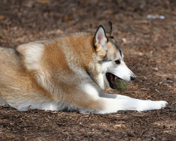 Hermoso Perro Husky Cachorro —  Fotos de Stock