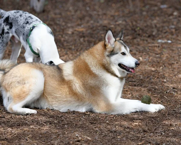 Beautiful Husky Dog Puppy — Stock Photo, Image