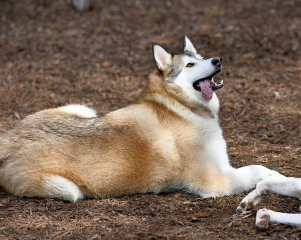 Bonito Cachorro Husky Dog — Fotografia de Stock