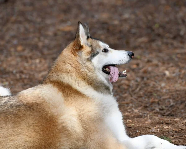 Krásný Husky Pes Štěně — Stock fotografie