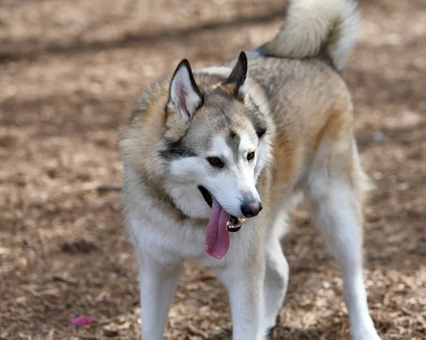 Beautiful Husky Dog Puppy — Stock Photo, Image