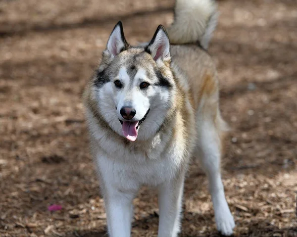 Schöne Husky Dog Welpen — Stockfoto