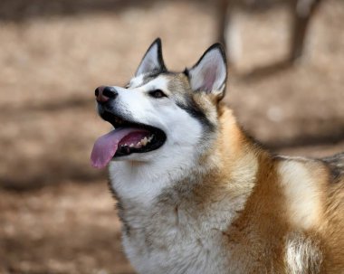 Güzel Husky Köpek Yavrusu