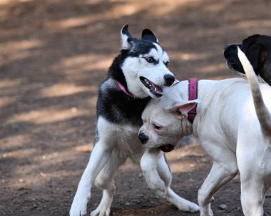 Güzel Husky Köpek Yavrusu