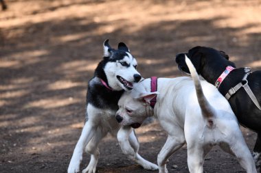 Güzel Husky Köpek Yavrusu