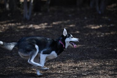 Güzel Husky Köpek Yavrusu