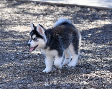 Güzel Husky Köpek Yavrusu
