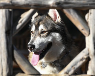 Güzel Husky Köpek Yavrusu