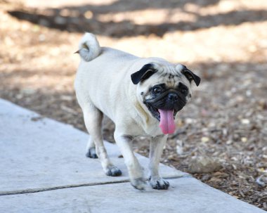 Parkta oynayan sevimli Pug.