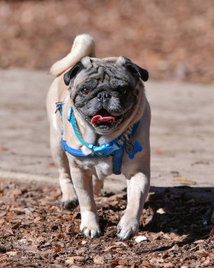 Parkta oynayan sevimli Pug.