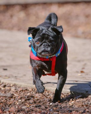 Parkta oynayan sevimli Pug.