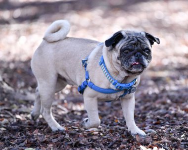 Parkta oynayan sevimli Pug.