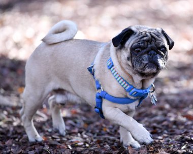 Parkta oynayan sevimli Pug.