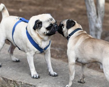 Parkta oynayan sevimli Pug.