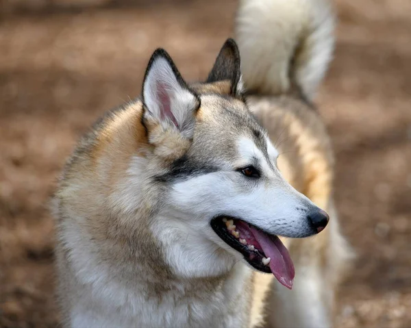 Piękny Szczeniak Husky Dog — Zdjęcie stockowe