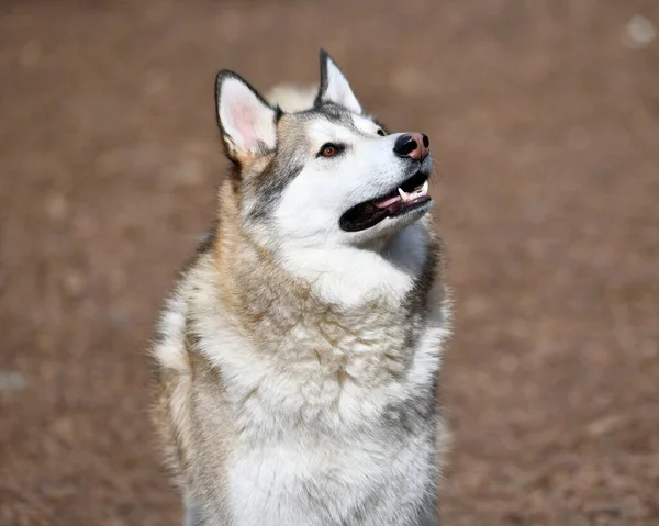 Hermoso Perro Husky Cachorro —  Fotos de Stock