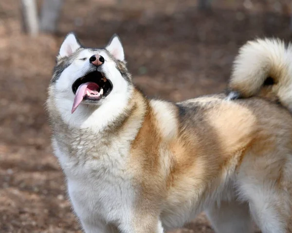 Schöne Husky Dog Welpen — Stockfoto