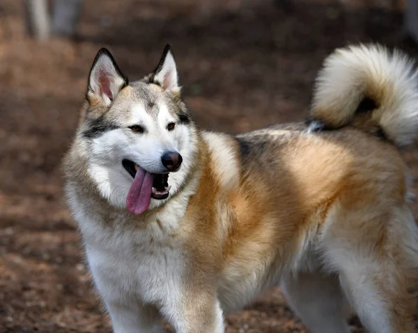 Gyönyörű Husky Kutya Kiskutya — Stock Fotó