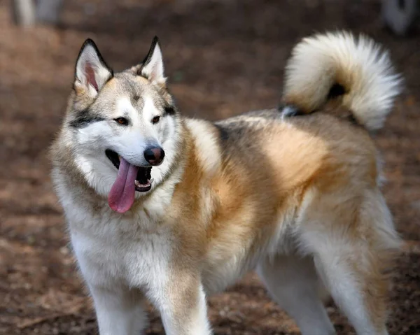 Piękny Szczeniak Husky Dog — Zdjęcie stockowe