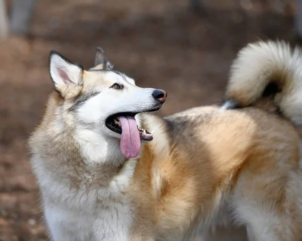 아름다운 허스키 강아지 — 스톡 사진