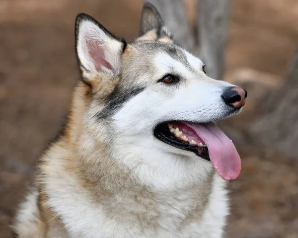 Gyönyörű Husky Kutya Kiskutya — Stock Fotó